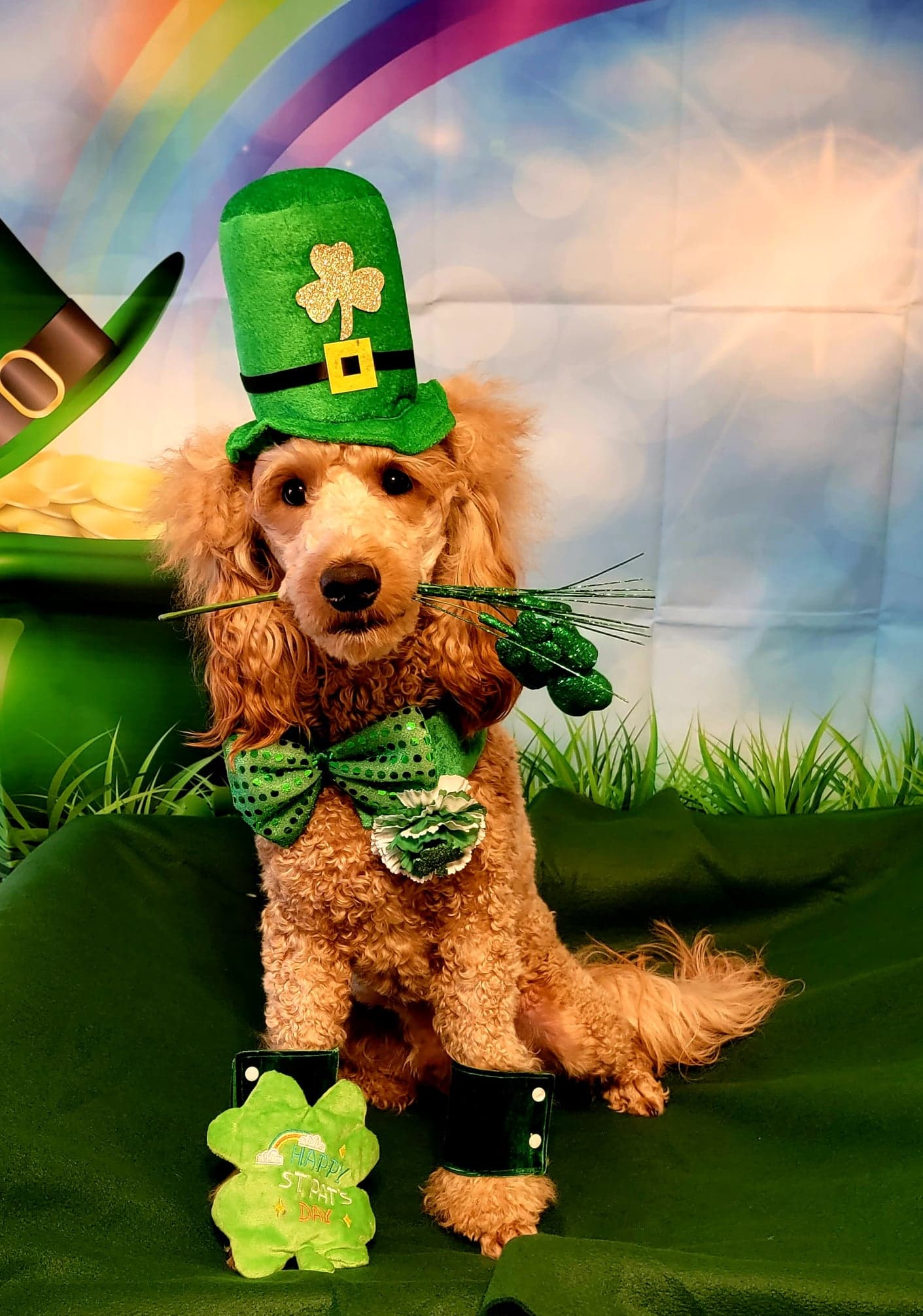 Pet photography by Smarty Paws K9 University — holiday session, Washington County PA