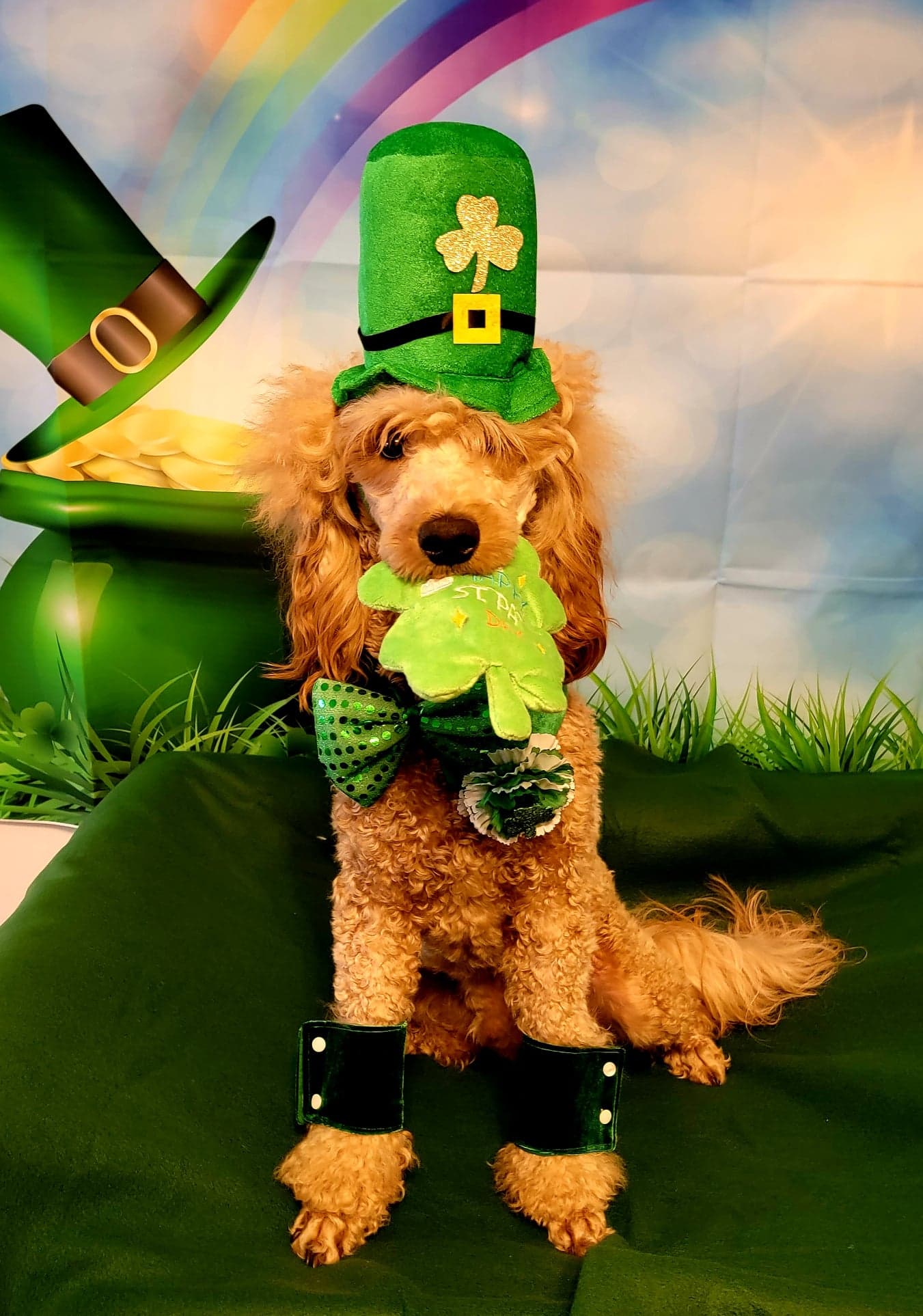 Pet photography by Smarty Paws K9 University — family photo, Washington County PA