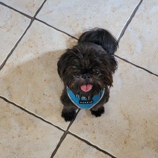 A puppy in an AKC S.T.A.R. Puppy class with Smarty Paws K9 University, Washington County PA
