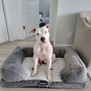 Obedience training with a client dog