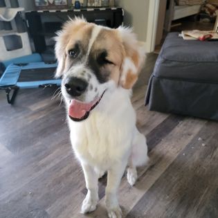 Positive reinforcement dog training session