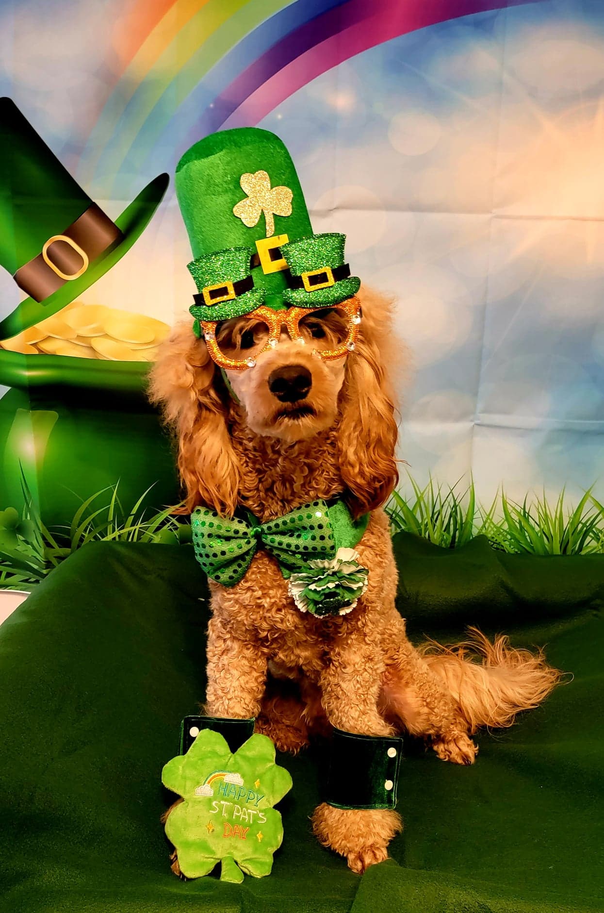 Pet photography by Smarty Paws K9 University — studio backdrop, Washington County PA