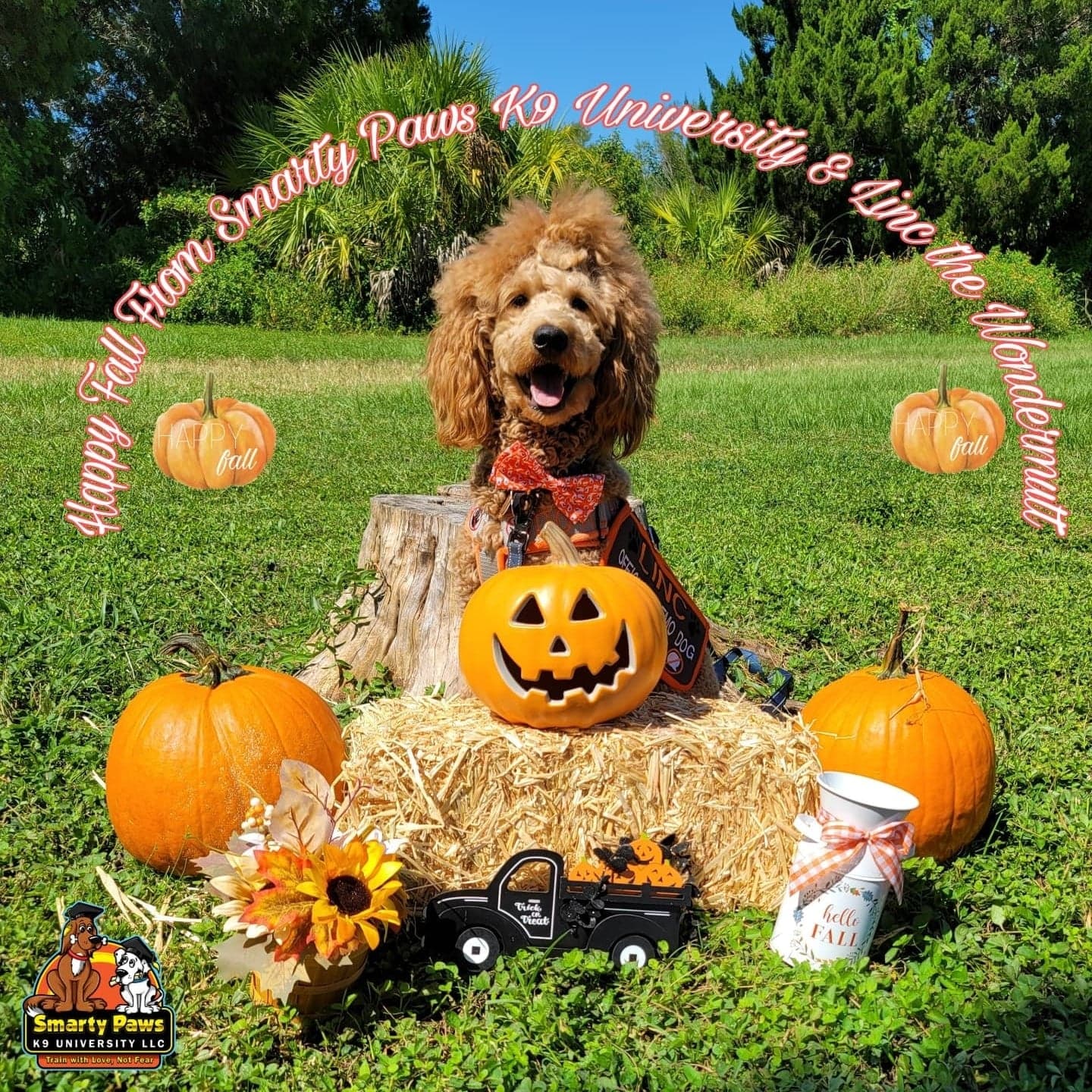 Pet photography by Smarty Paws K9 University — studio backdrop, Washington County PA