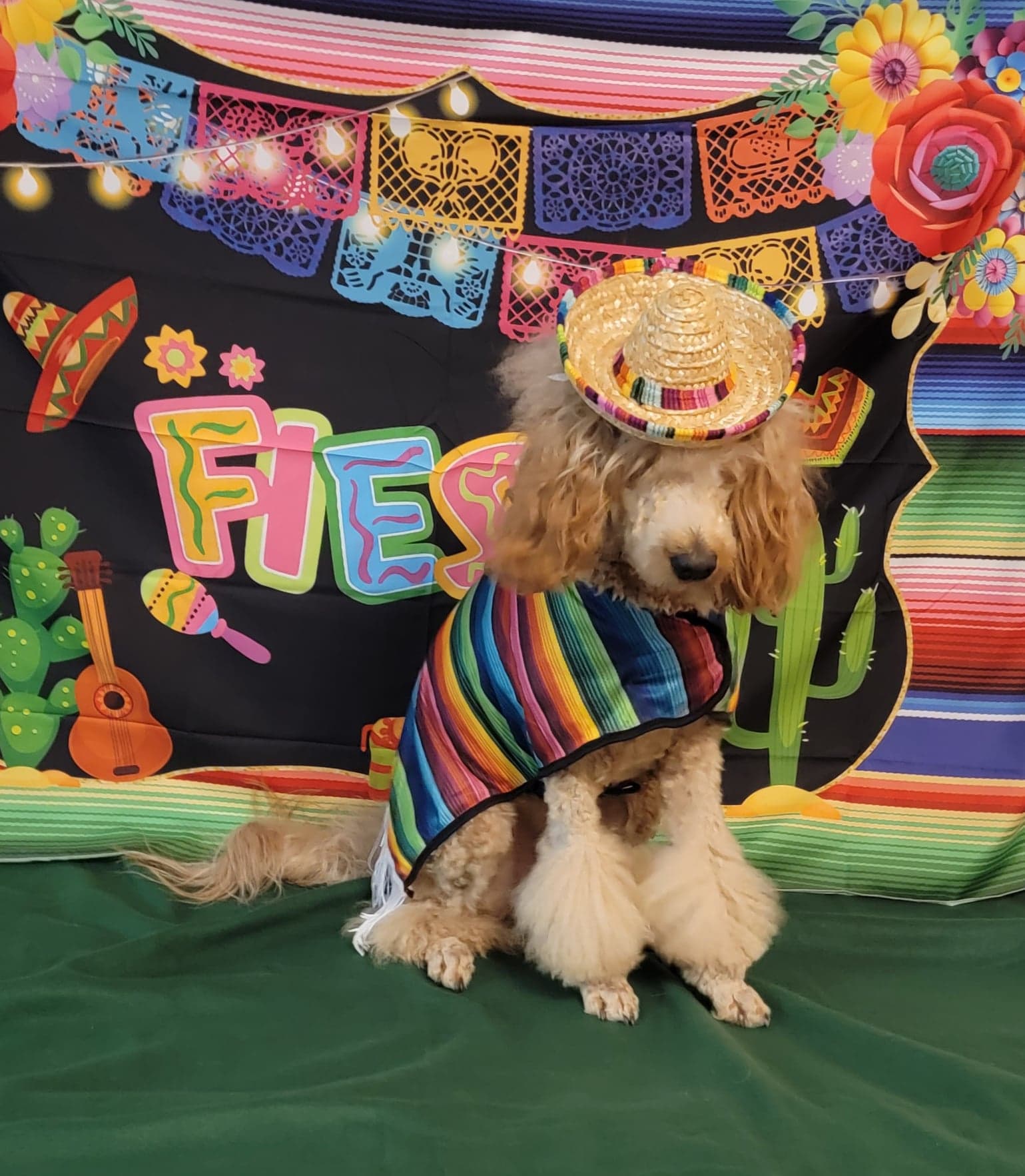 Pet photography by Smarty Paws K9 University — studio backdrop, Washington County PA